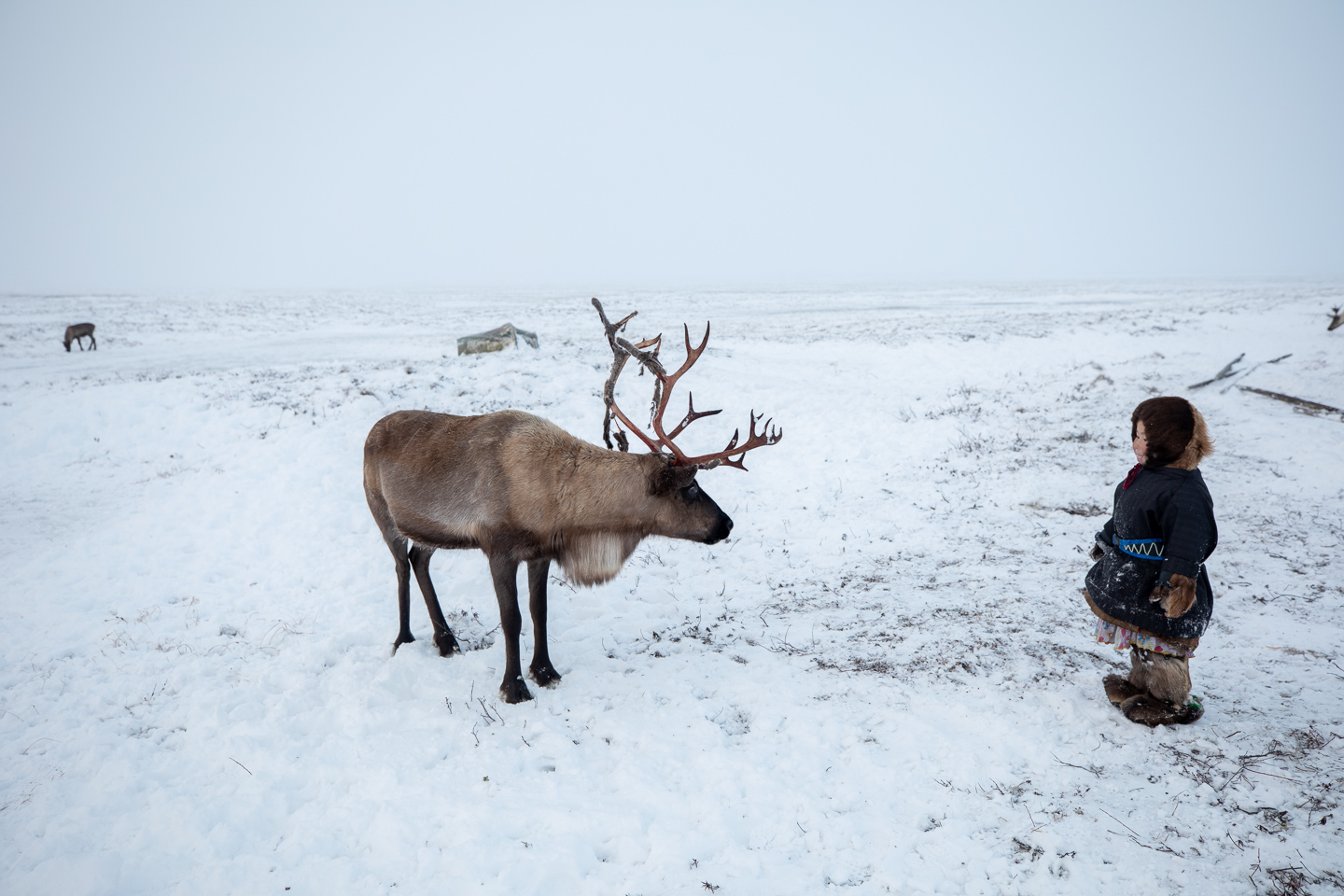 Reindeer herding is central to the identity of many indigenous communities in the North.