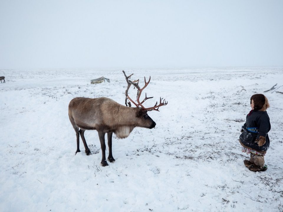 OG format pour Social Media: L’élevage de rennes est un élément central de l’identité de nombreuses communautés autochtones du Nord. Photo : Alegra Ally