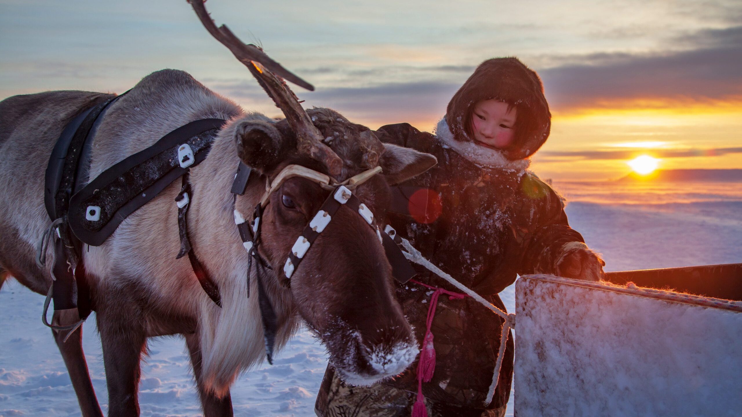 A Nenets girl in Siberia with a reindeer.