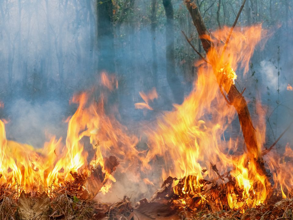 Amazonas Feuer. Foto: Shutterstock