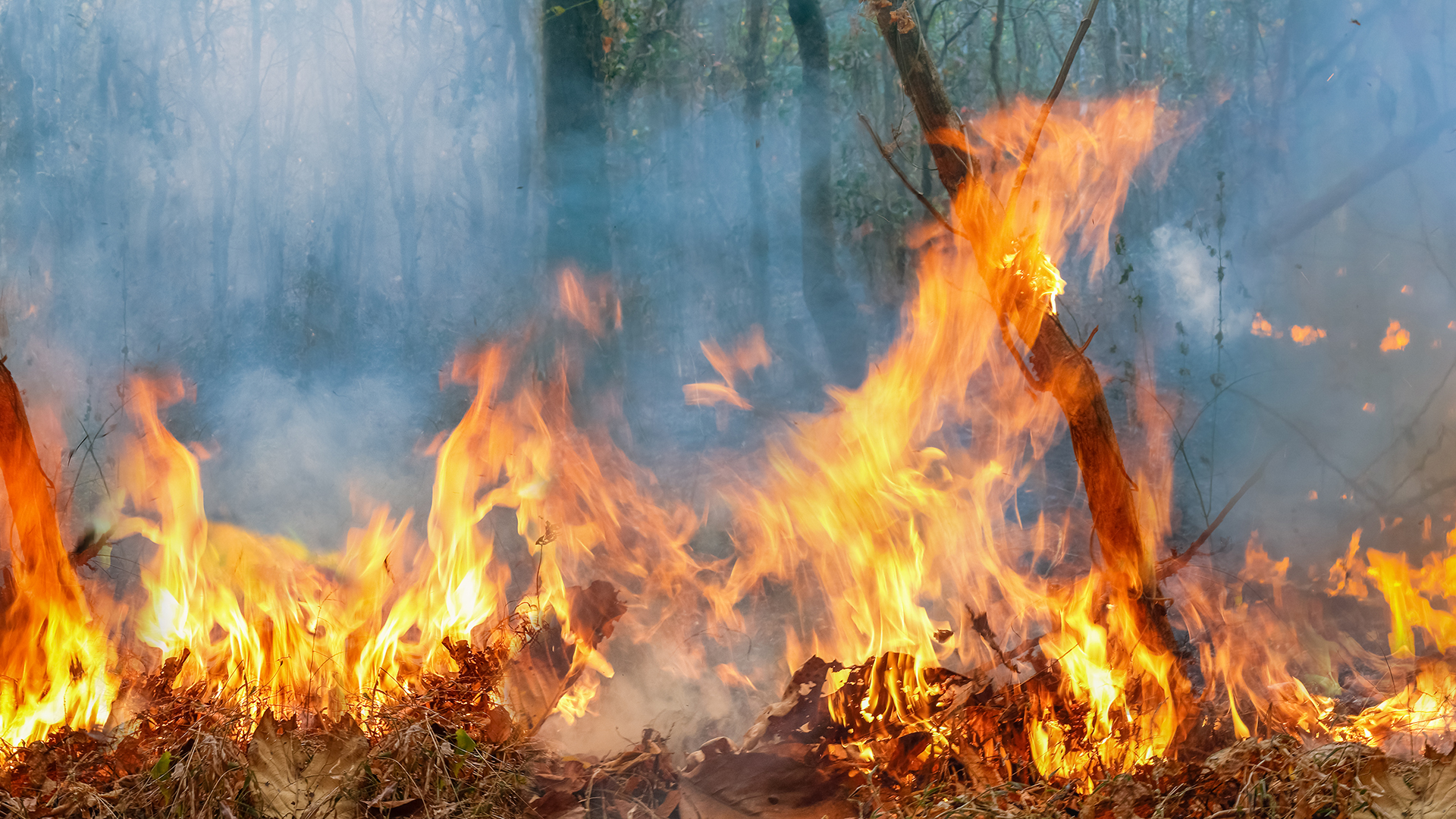 Amazonas Feuer. Foto: Shutterstock