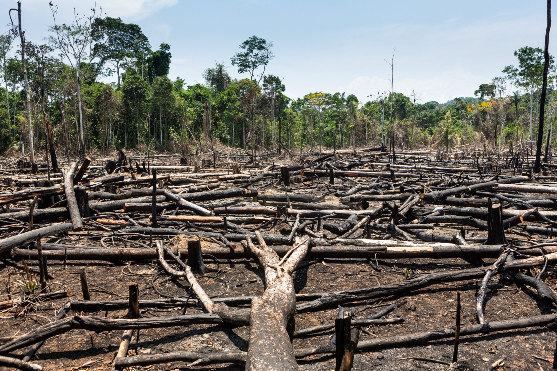 Arbres abattus et brûlés dans l'État de Pará au Brésil. Photo : Shutterstock