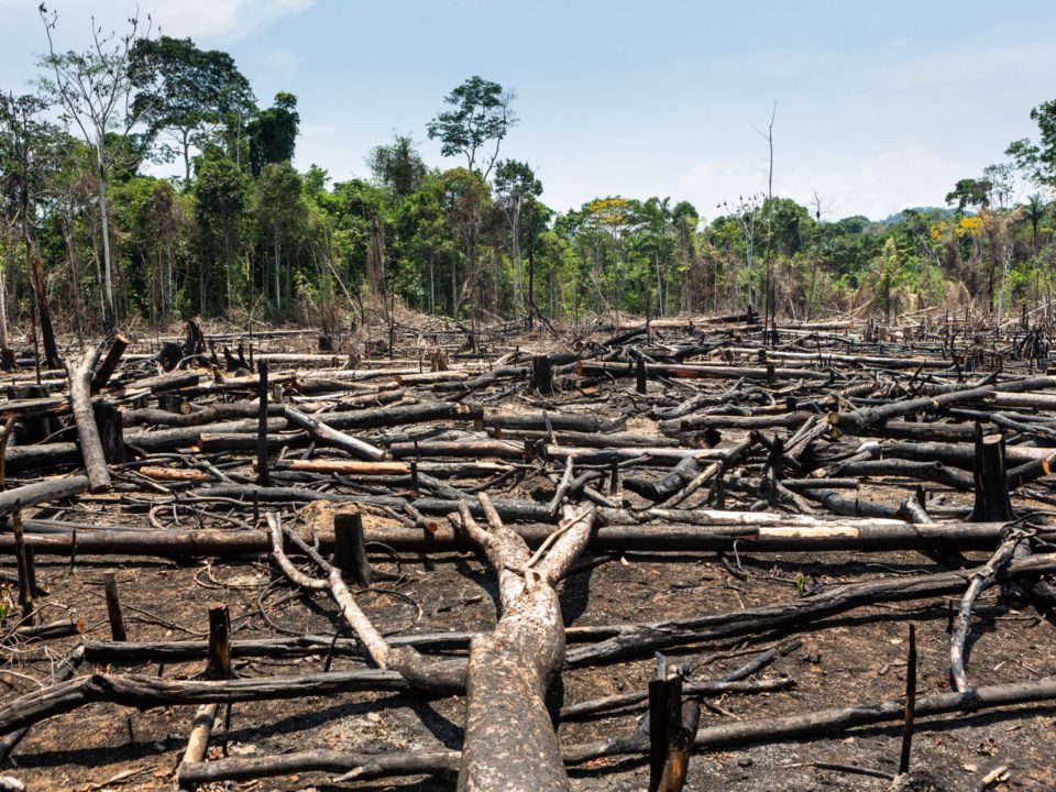 Arbres abattus et brûlés dans l'État de Pará au Brésil. Photo : Shutterstock